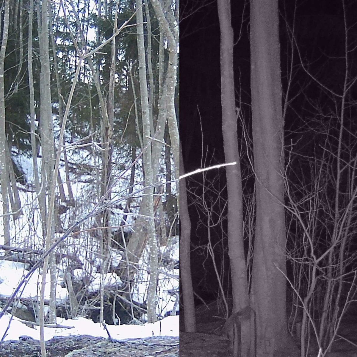 
              Trekker 2 x Åtelkamera set - Sändande 2G