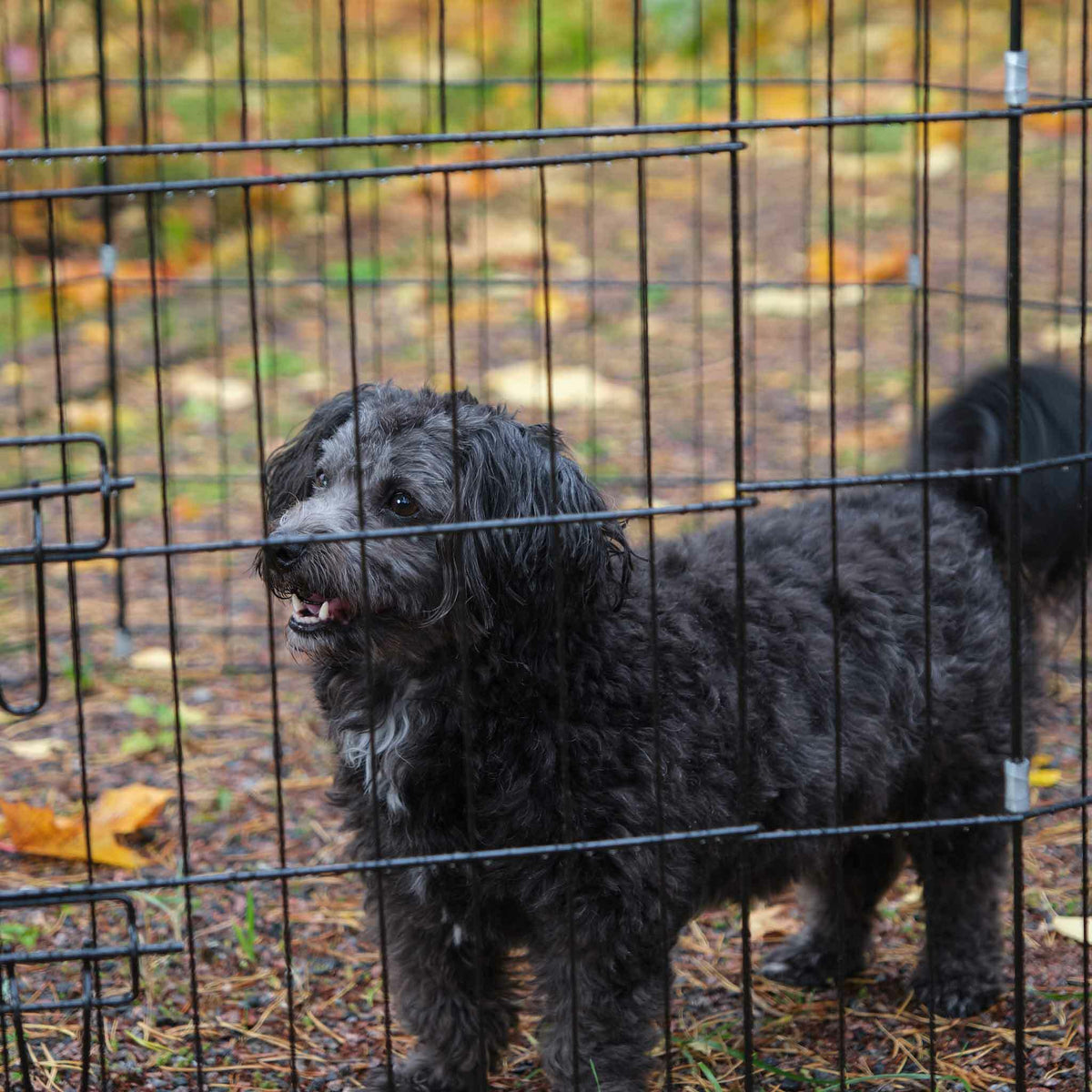 
              Trekker Valphage L, 8-Panel 61x92cm