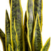 Lykke Konstväxt Snake Plant 65cm