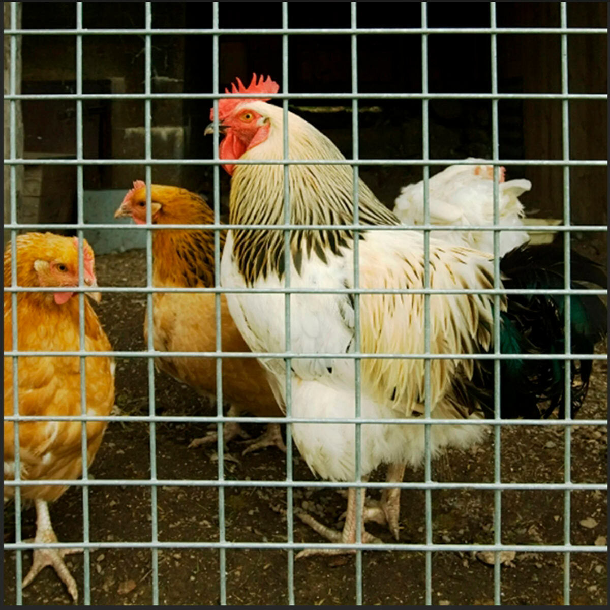 
              Fornorth Hönsnät 1x25m