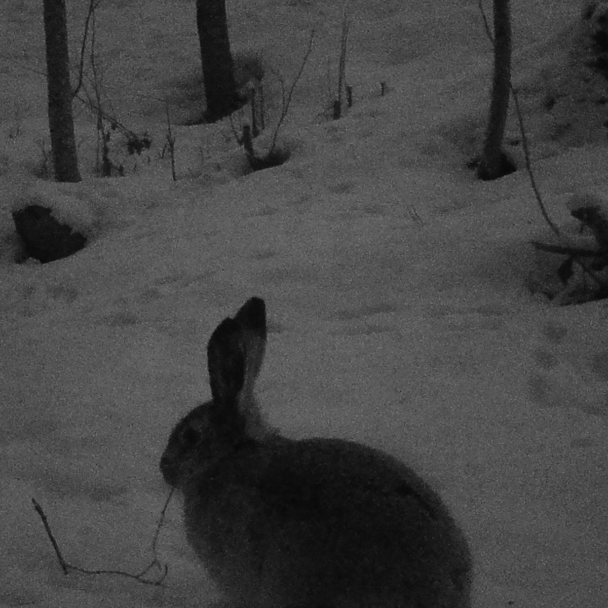 
              Åtelkamera Premium, sändande 2G - Trekker